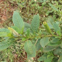 Phytolacca octandra L.